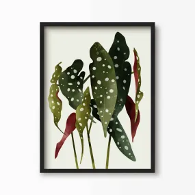 Begonia Maculata Botanical Art Print